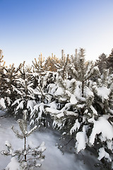 Image showing trees   in winter