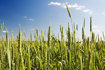 Image showing  green unripe grains