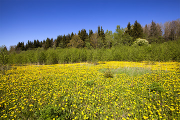 Image showing the spring wood 