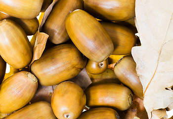 Image showing   Walnut oak. Acorn