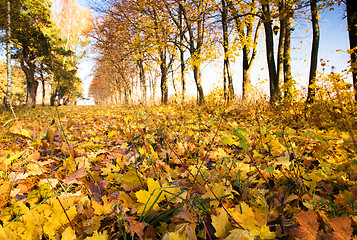 Image showing   trees   in  autumn  