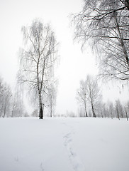 Image showing winter forest 