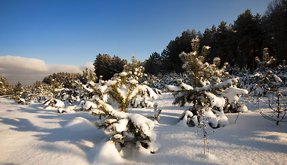 Image showing forest plantation  