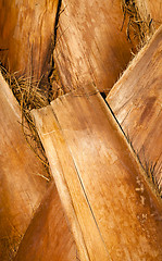 Image showing palm tree bark  