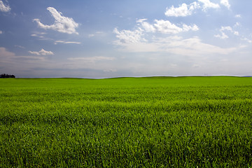 Image showing  green unripe grains