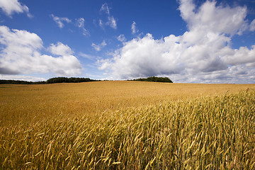 Image showing harvesting 