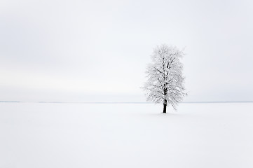 Image showing tree in the field 