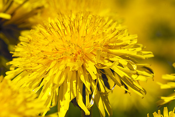 Image showing dandelions 