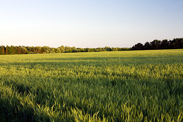 Image showing  green unripe grains