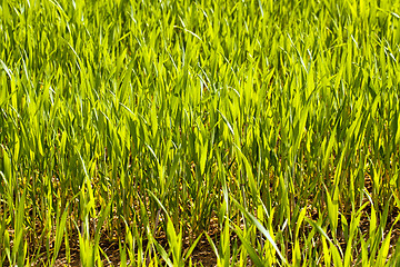 Image showing  green unripe grains