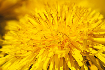 Image showing dandelion  