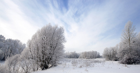 Image showing winter forest  