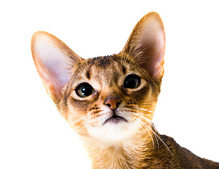 Image showing Abyssinian cat  