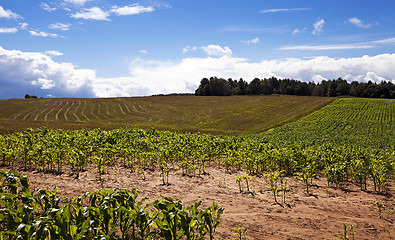 Image showing agricultural field  