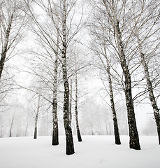 Image showing winter forest  