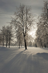 Image showing trees in the winter  