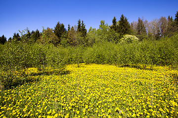 Image showing spring  