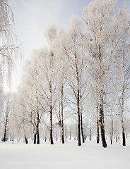 Image showing winter forest 