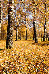 Image showing   trees   in  autumn  