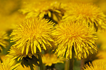 Image showing dandelion  