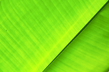 Image showing  thailand in the light  abstract leaf and his veins 