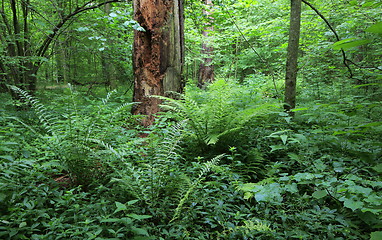 Image showing Large fern bunch in summer forest