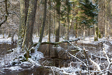 Image showing Wintertime snowy old forest with water