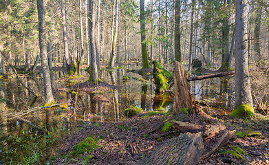 Image showing Springtime morning in forest