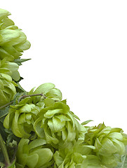 Image showing Wild Hop Cutout