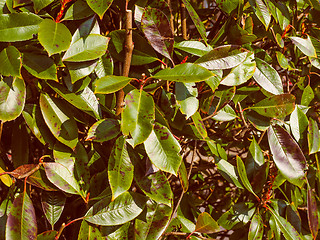 Image showing Retro look Green foliage