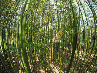 Image showing Bamboo tree