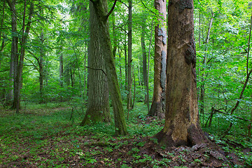 Image showing Barkless spruces and old oak