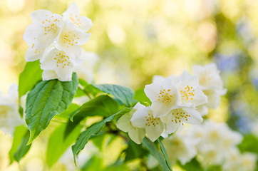 Image showing Blooming jasmine bush, close-up