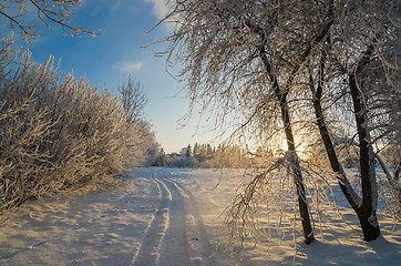 Image showing trees covered with hoarfrost against the blue sky