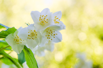 Image showing Blooming jasmine bush, close-up