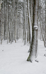 Image showing Snow covered tree trunks close-up  