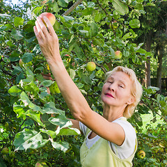 Image showing Portrait of a woman collecting apples in the garden