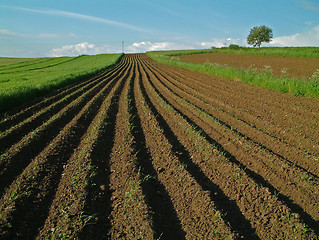Image showing Arable field in spring