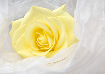 Image showing Nice yellow rose in white satin