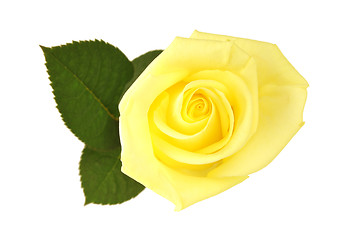 Image showing Nice yellow rose over white