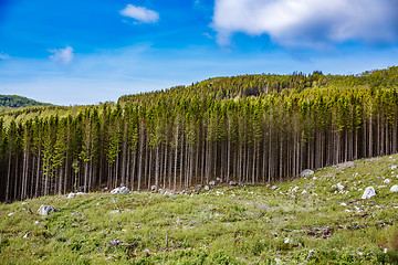 Image showing Deforestation in Norway