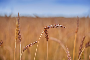 Image showing wheat field