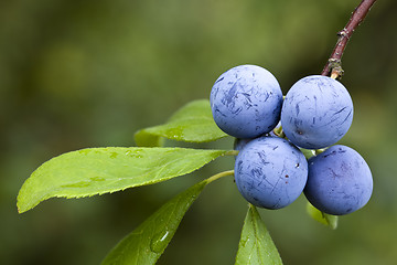 Image showing Prunus Spinosa