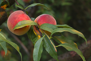 Image showing Peaches