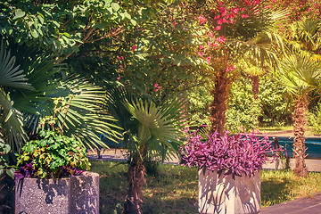 Image showing Alley in the Park with beautiful southern flowering plants.