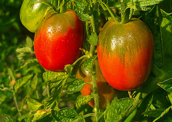 Image showing Tomatoes ripen on the branches of a Bush.