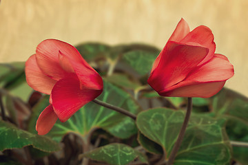 Image showing Two flowers blooming cyclamen with green leaves.