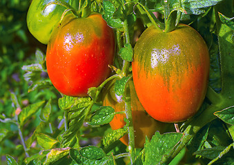 Image showing Tomatoes ripen on the branches of a Bush.