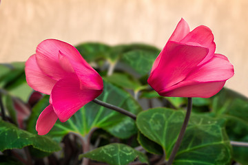 Image showing Two flowers blooming cyclamen with green leaves.