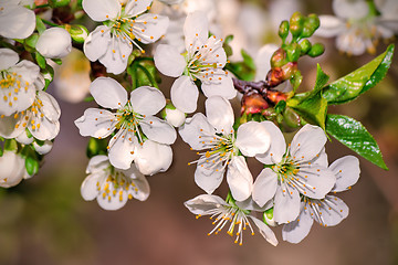 Image showing Branch of blossoming cherry against the blue sky.